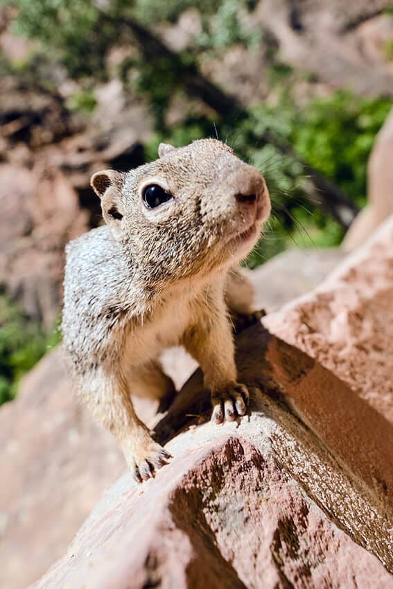 Curious squirrel trying to get close to the camera at the Devil's Tower park