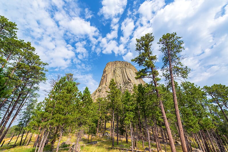 Luscious forest where people can hike when visiting the Devil's Tower