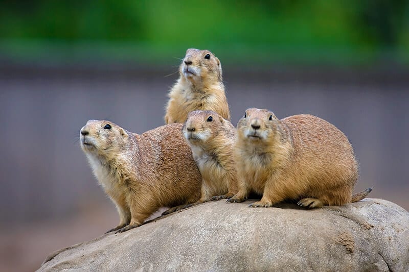 A bunch of prairie dogs making funny faces at the Devil's Tower National Monument park