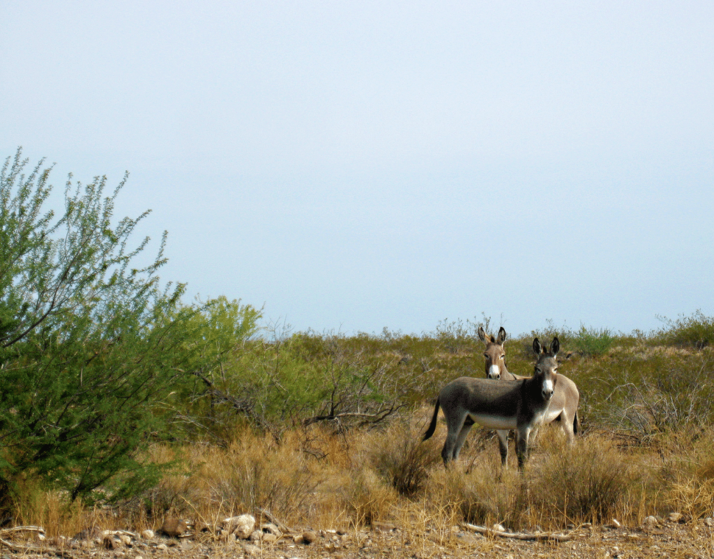 Oatman,-the-ghost-town_1