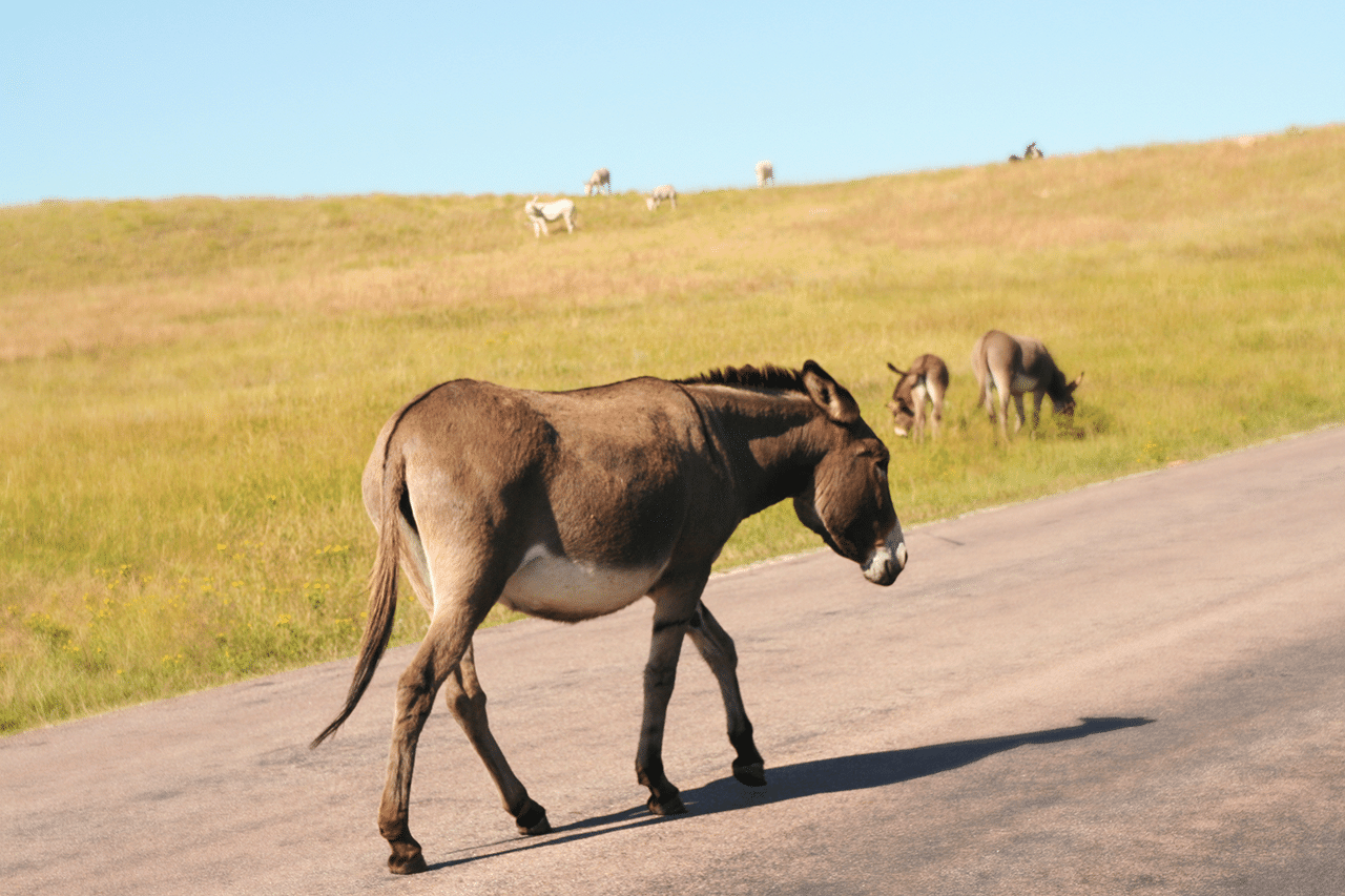 Route 66: Oatman, the ghost town