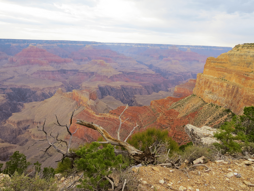Dead trees and a good perspective of the canyon at the Hermit Road Viewpoint in the Grand Canyon National Park