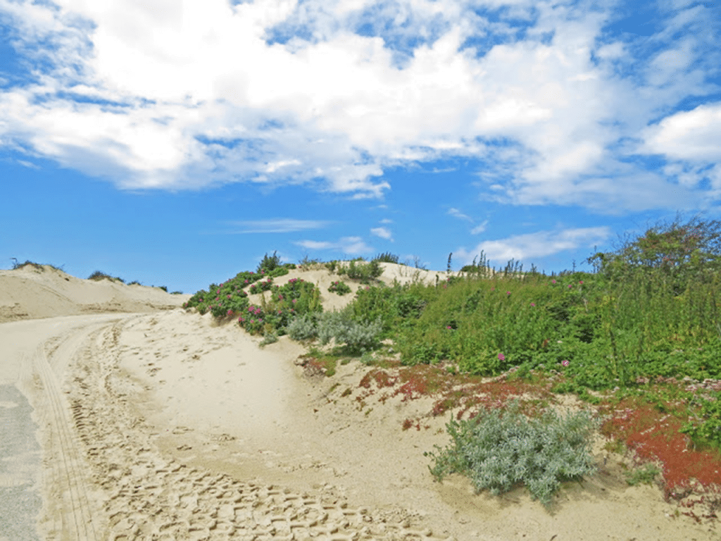 Sand dunes in the Netherlands