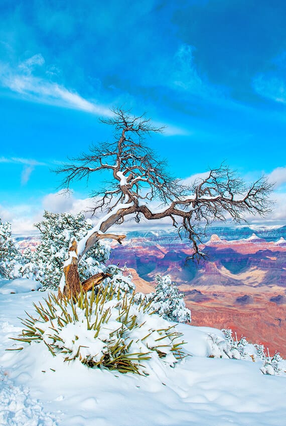 Tree covered in snow at the Grand Canyon in winter