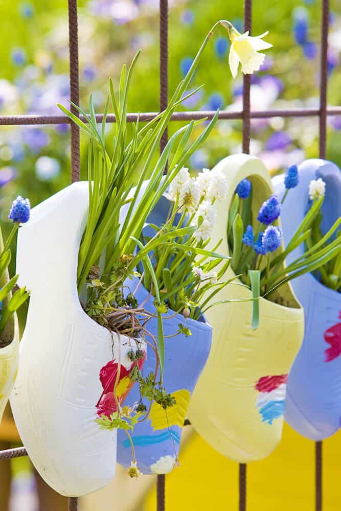 Dutch clogs full of flowers