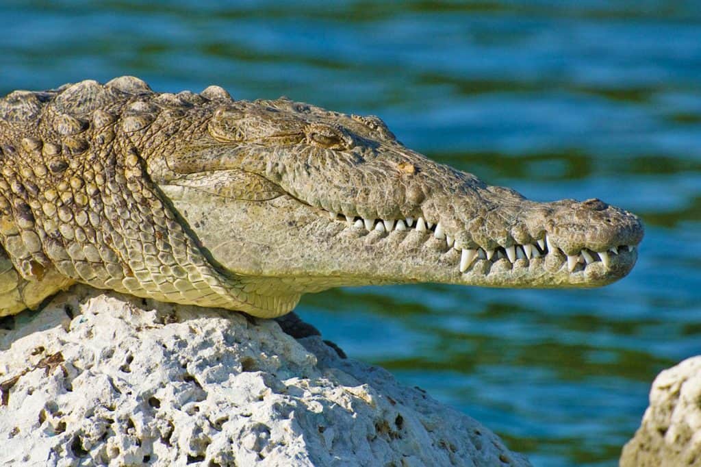 Alligator near the water on the road trip from Miami to Key West