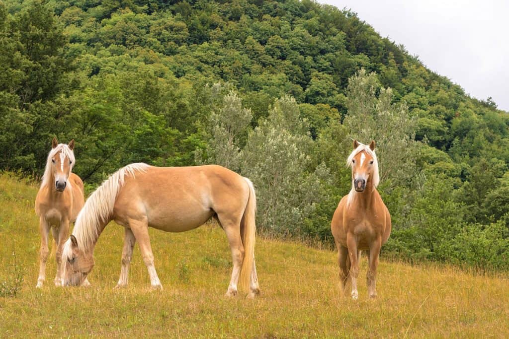 Small Towns in Italy Palazzuolo Sul Senio Haflinger