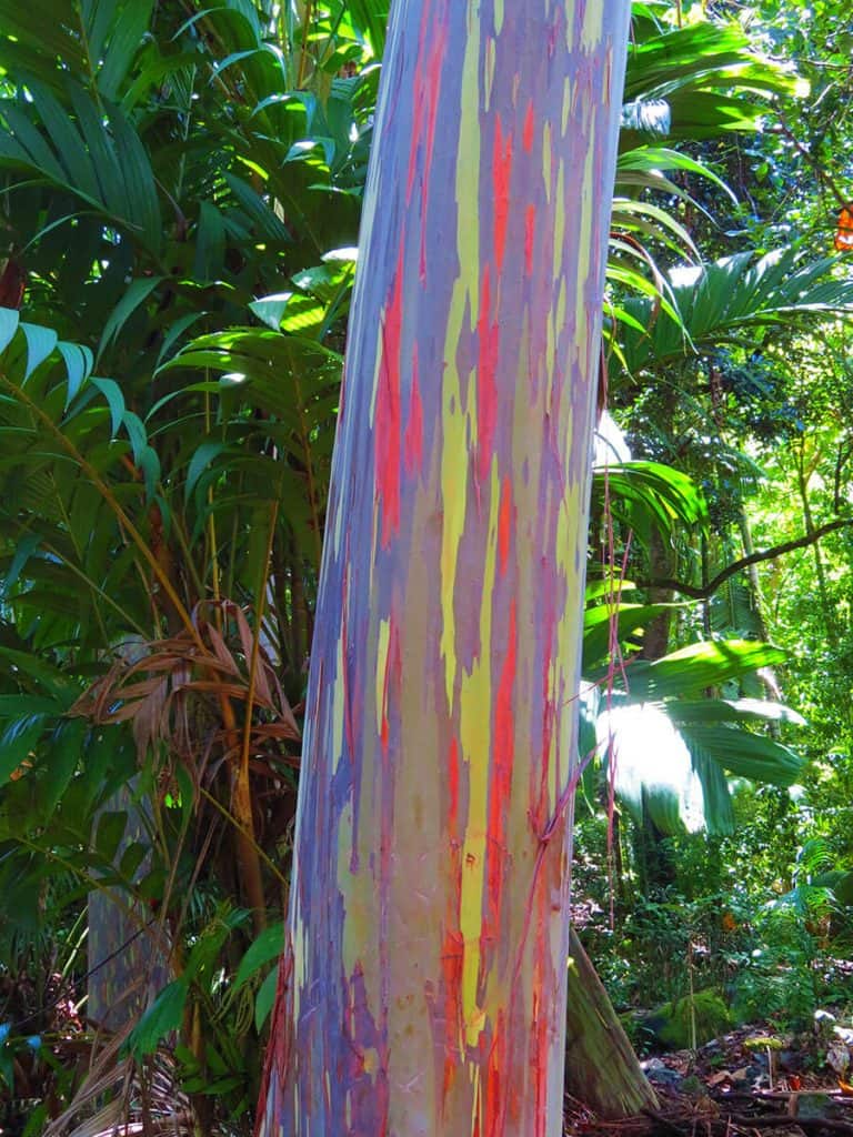 Un Eucalipto Arcobaleno al Keanae Arboretum alle Hawaii