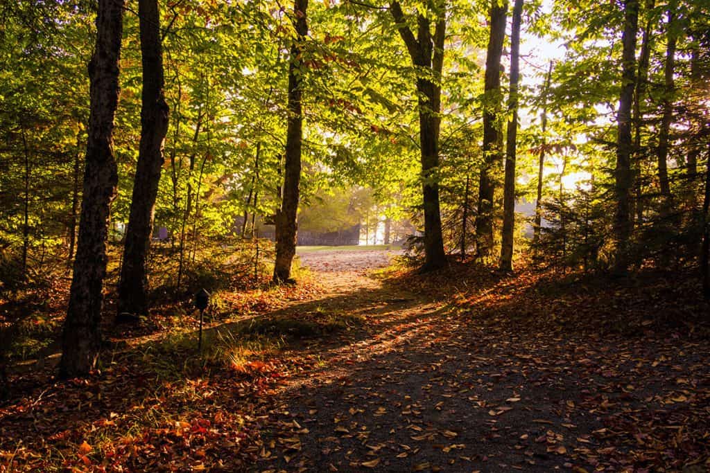 Fall colors in a forest in the Adirondack Mountains