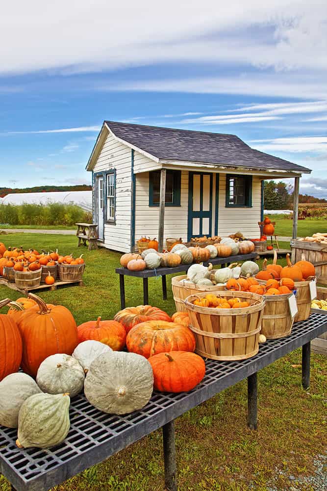 Zucche negli Adirondack in autunno