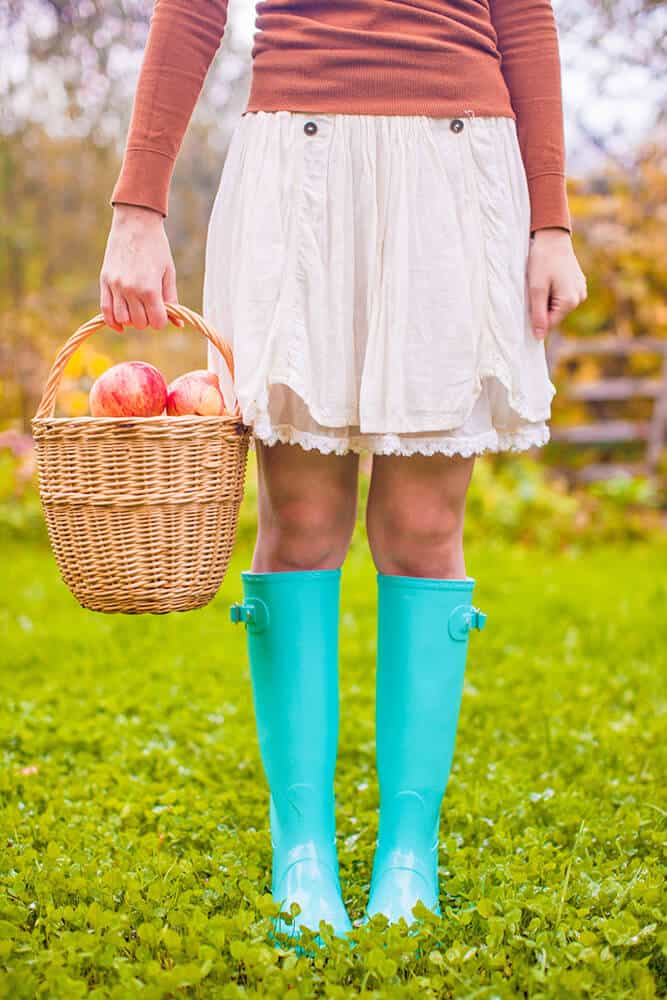 Apple Picking in an orchard