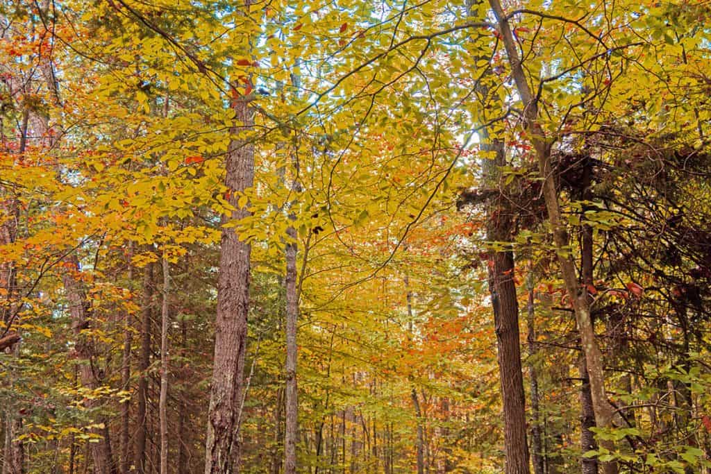 Foliage autunnale americano durante una sessione di forest bathing