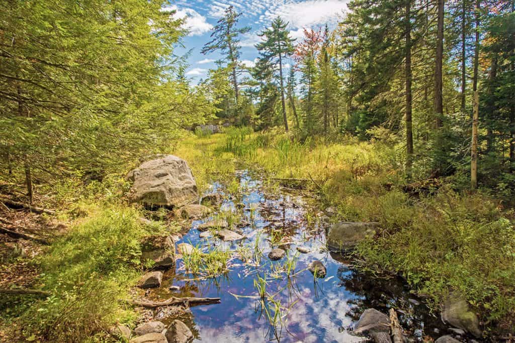 View of a small river during a forest bathing session in the Adirondacks