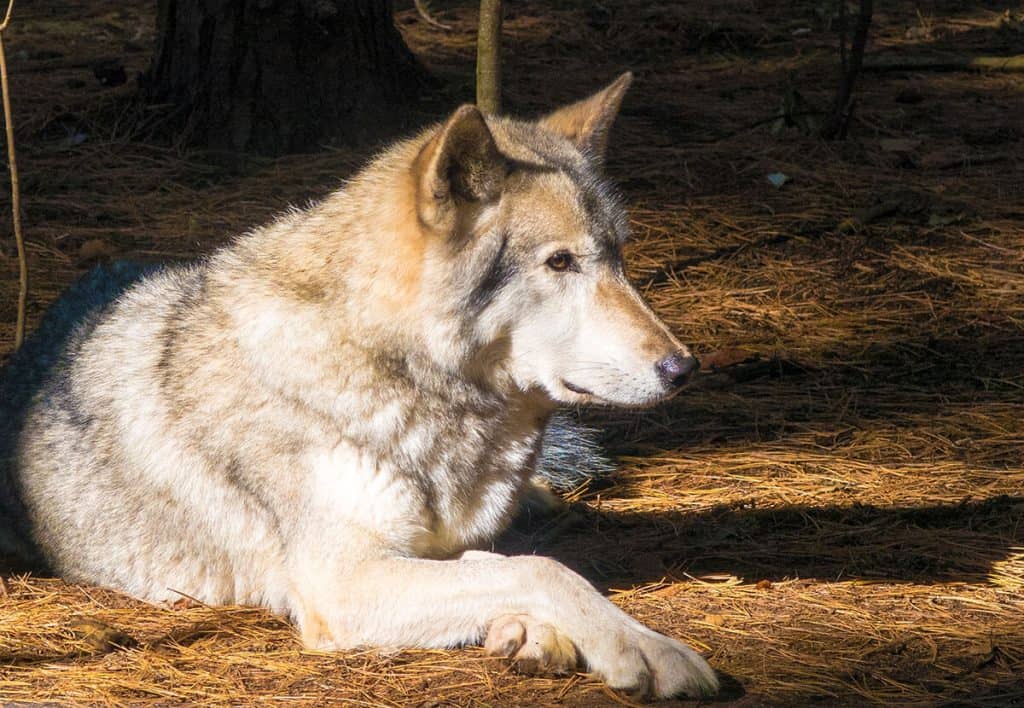 A majestic wild wolf in the Adirondacks