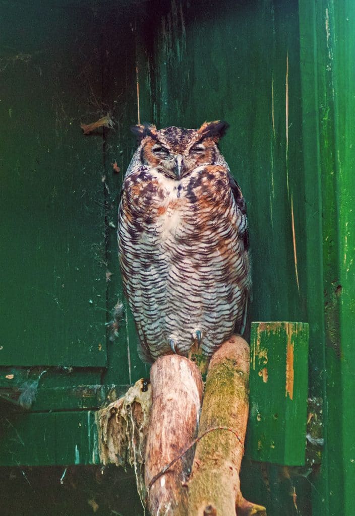 Sleeping owl on a road trip in the Adirondacks