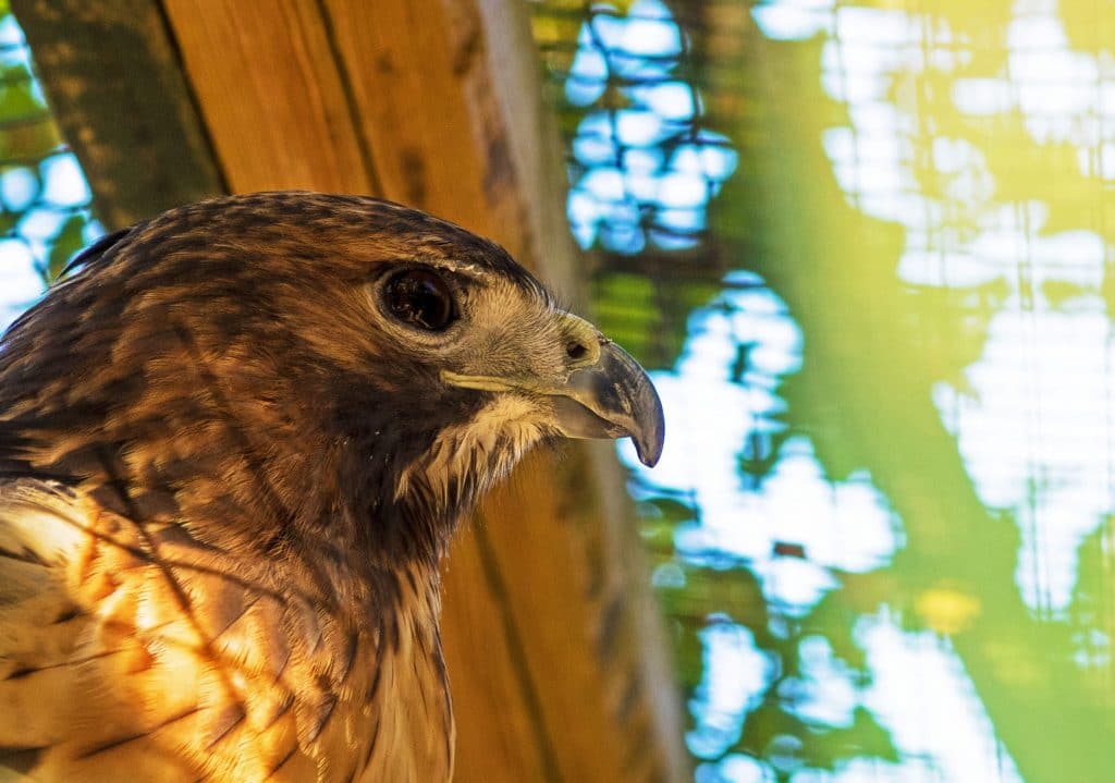 Profilo di un'aquila reale americana in gabbia