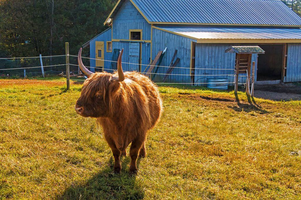 Highlander cow in the United States (Upstate NY)