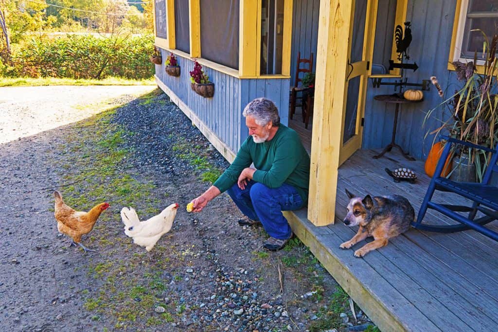 David feeding a mais muffin to his chicken