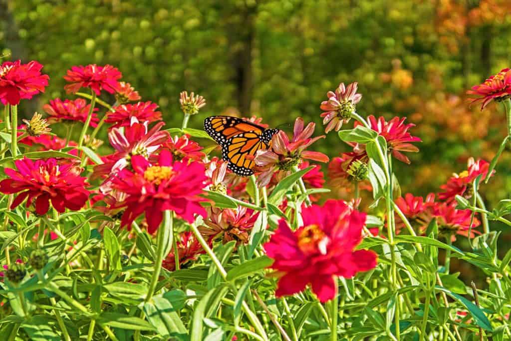 Una farfalla su un campo di fiori rossi in primavera negli Adirondacks