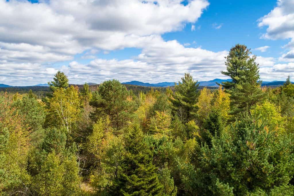 Vista delle foreste americane negli Adirondacks