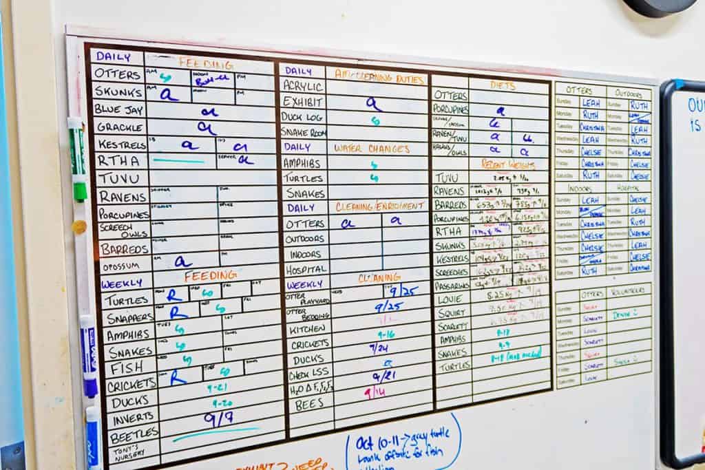 Feeding timetable for the animals at the Wild Center