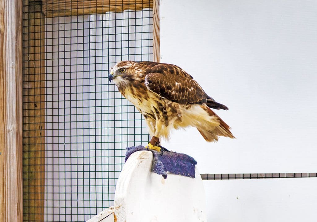 Un falco pronto a essere rilasciato in libertà al Wild Center
