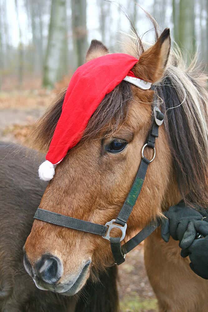 Cavallo con cappellino di Babbo Natale a Copenhagen (Danimarca)