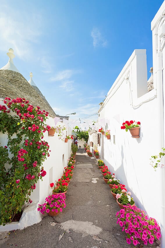 Strada piena di vasi di fiori rosa tra i trulli bianchi di Alberobello