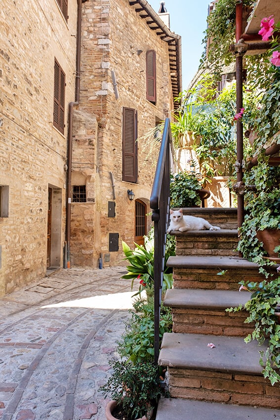 Gatto disteso suo gradini di una casetta in pietra a Civita di Bagnoregio