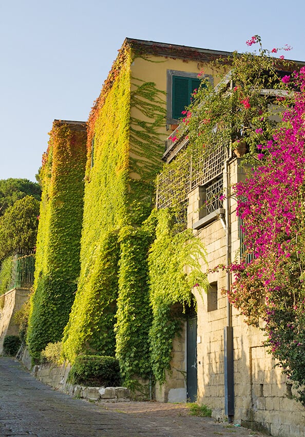 Old buildings covered in brown and green ivy and pink flowers at sunset in Italy