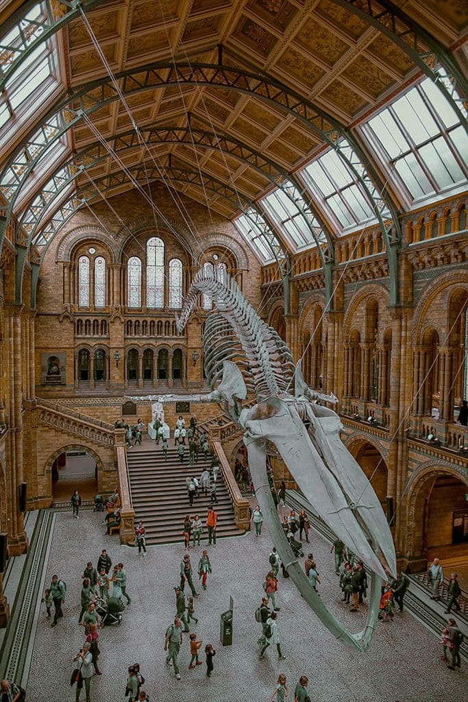 Blue Whale skeleton hanging at the Natural History Museum in London