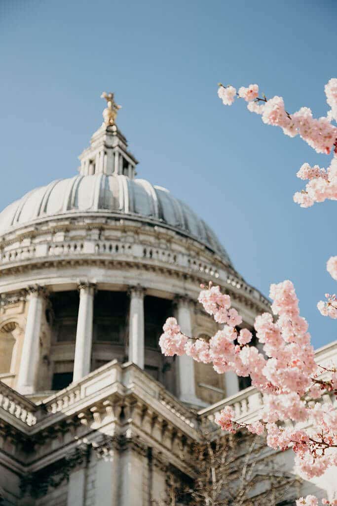 pink flowers blooming outside St Paul's Cathedral