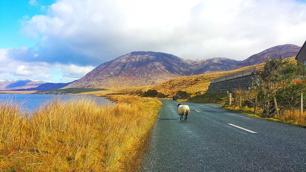 Una pecora sulla carreggiata nel Connemara durante un road trip in Irlanda