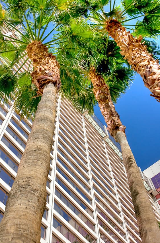 Tall palms next to Flamingo Hotel in Las Vegas (Nevada)