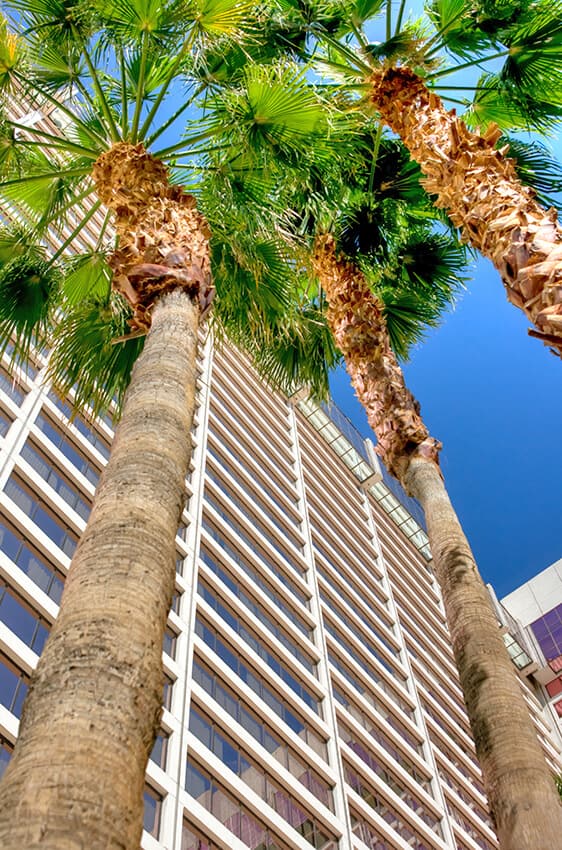 Palme rigogliose accanto al Flamingo Hotel a Las Vegas