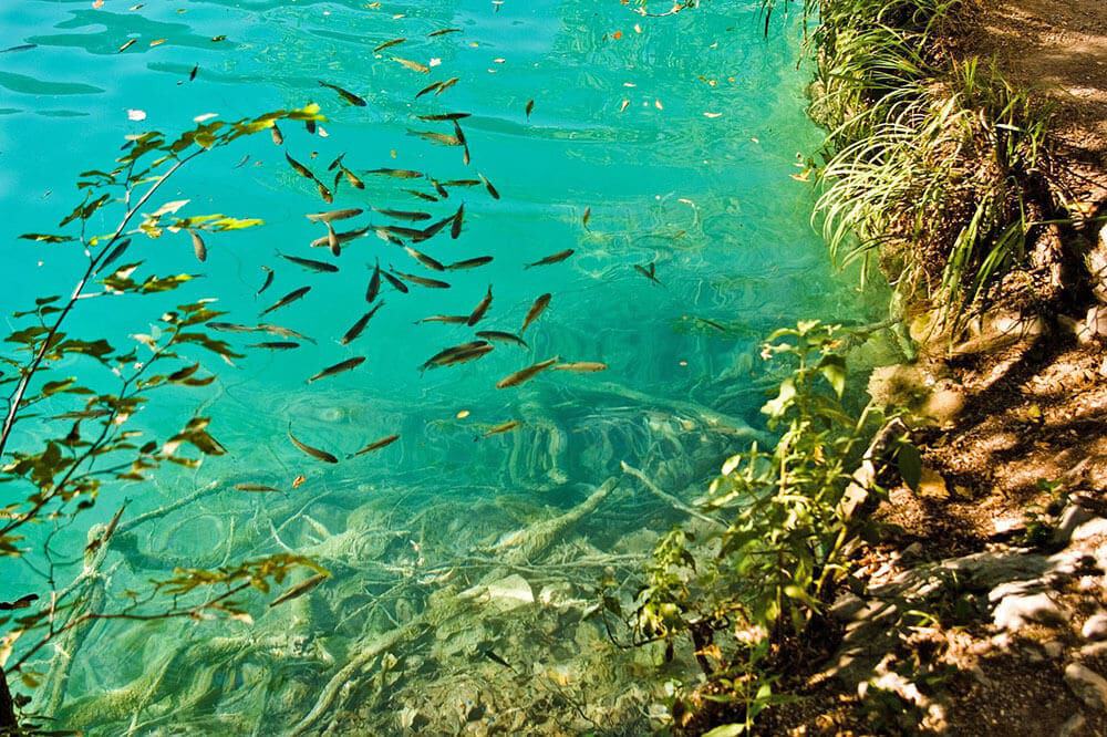 Pesci che nuotano nelle acque turchesi di uno dei laghi di Plitvice