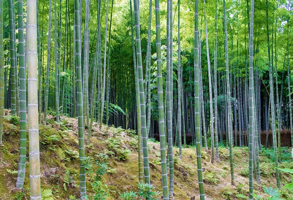 Kyoto cosa vedere in 3 giorni - Un dettaglio della fitta foresta di bambù di Arashiyama