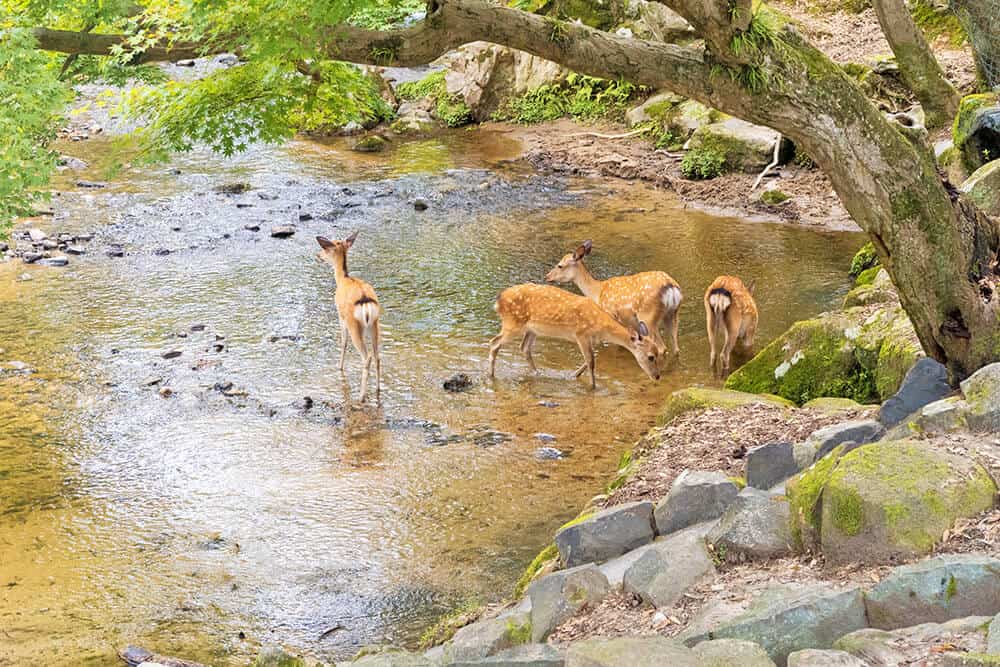 Un piccolo gruppo di cervi si abbevera in un ruscello al parco dei cervi di Nara in Giappone