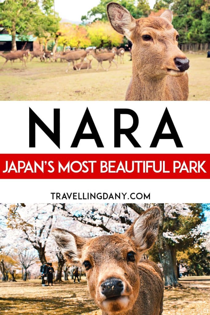 Il parco di Nara in Giappone: indicazioni su come arrivarci da Kyoto, cosa vedere e come fotografare i famosi cervi di Nara. Inseriscilo nel tuo itinerario per il prossimo viaggio in Giappone! | #Nara #Giappone