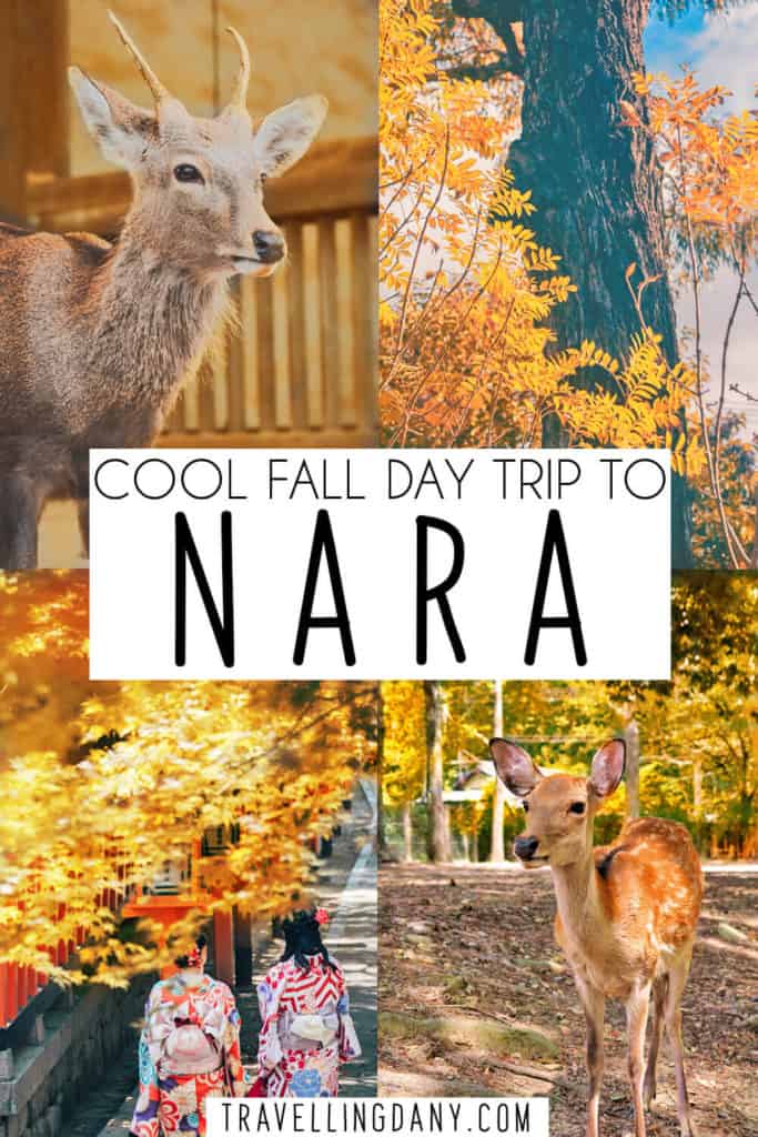 Stai organizzando un viaggio in Giappone e vuoi visitare il parco dei cervi di Nara? Questa utilissima guida contiene informazioni dettagliate su come arrivare a Nara con i mezzi pubblici, cosa vedere e cosa non fare! | #nara #giappone