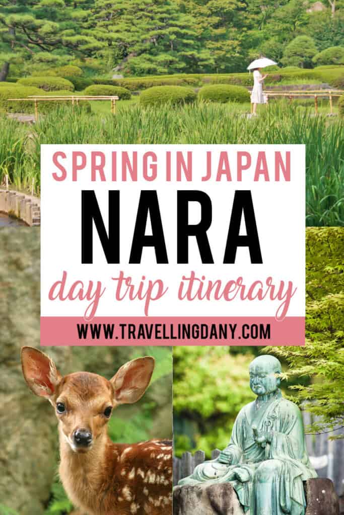 Stai organizzando un viaggio in Giappone e vuoi vedere i famosi cervi? Leggi l'itinerario per trascorrere un giorno al Parco dei Cervi di Nara in Giappone! Troverai tutte le informazioni che ti servono per arrivarci con i mezzi pubblici e visitare in economia!