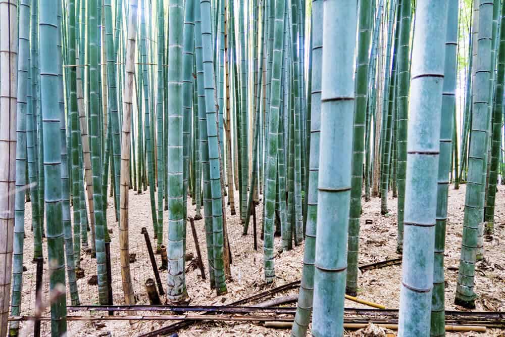 Viaggio in Giappone - Gli alti bambù nella foresta di Arashiyama a Kyoto