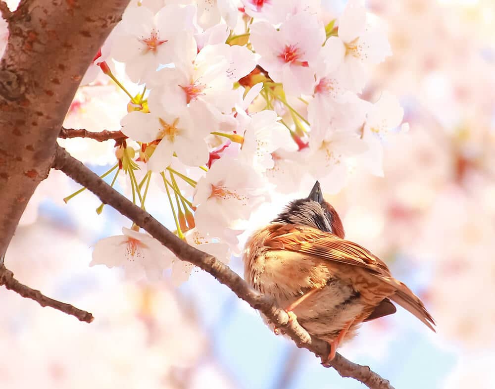 Un passerotto appollaiato su un ramo di ciliegio in fiore