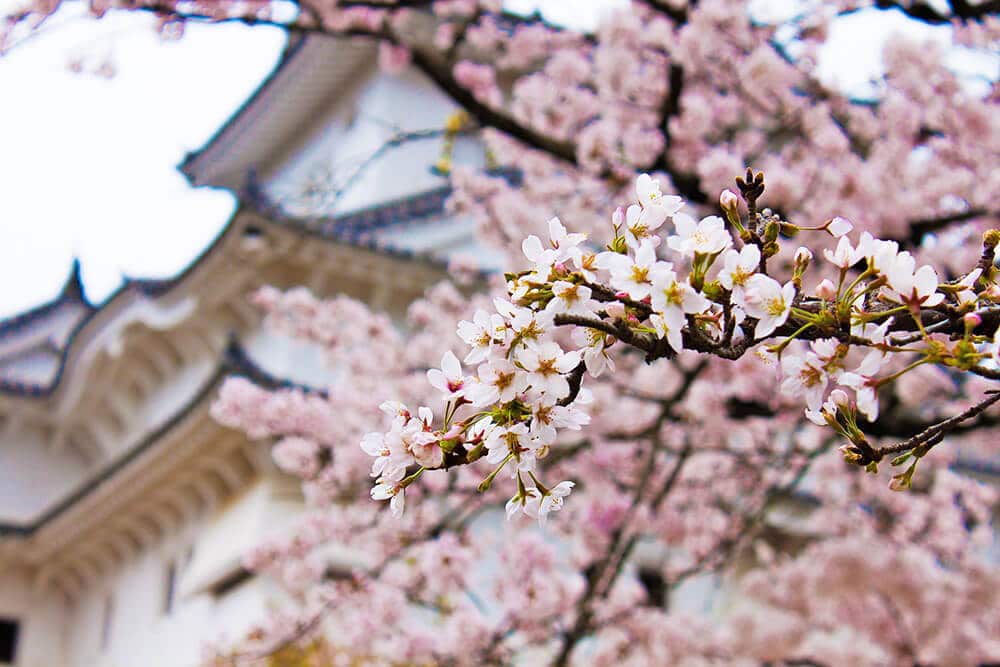 Sakura flowers in spring with a Japanese castle in the background