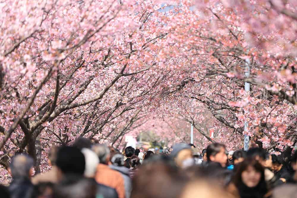 Decine di persone a passeggio sotto un viale alberato pieno di fiori di ciliegio in Giappone