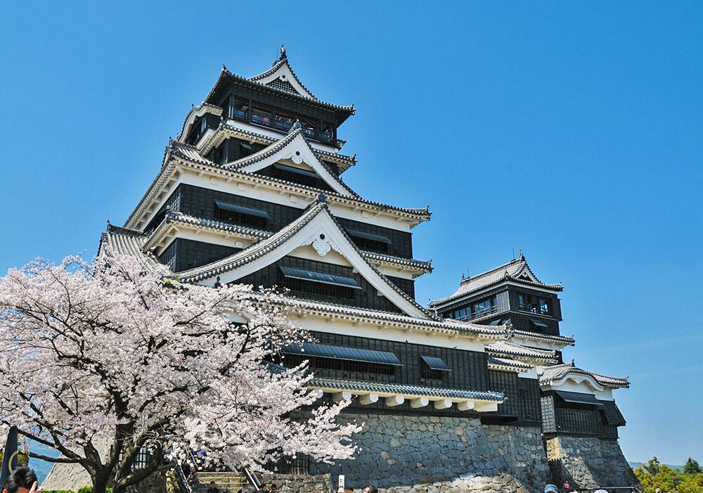 Un folto albero di ciliegio in fiore accanto a un imponente castello giapponese