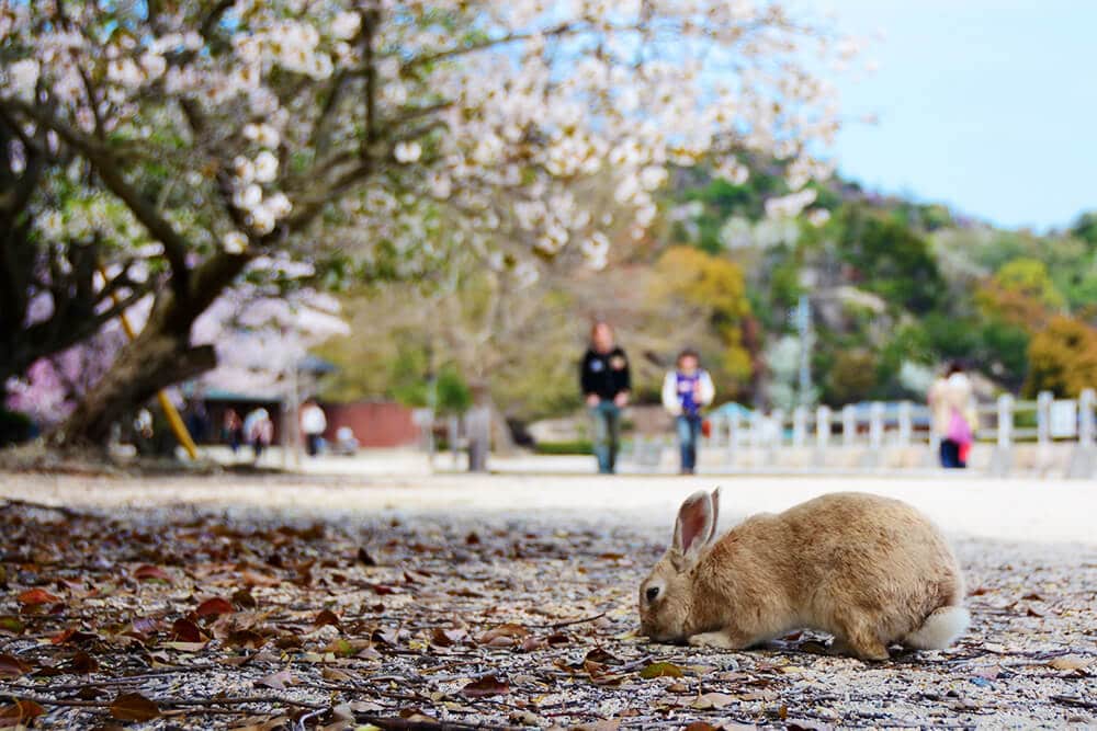 Rabbit island (Japan) in spring, with a brown rabbit eating from the floor