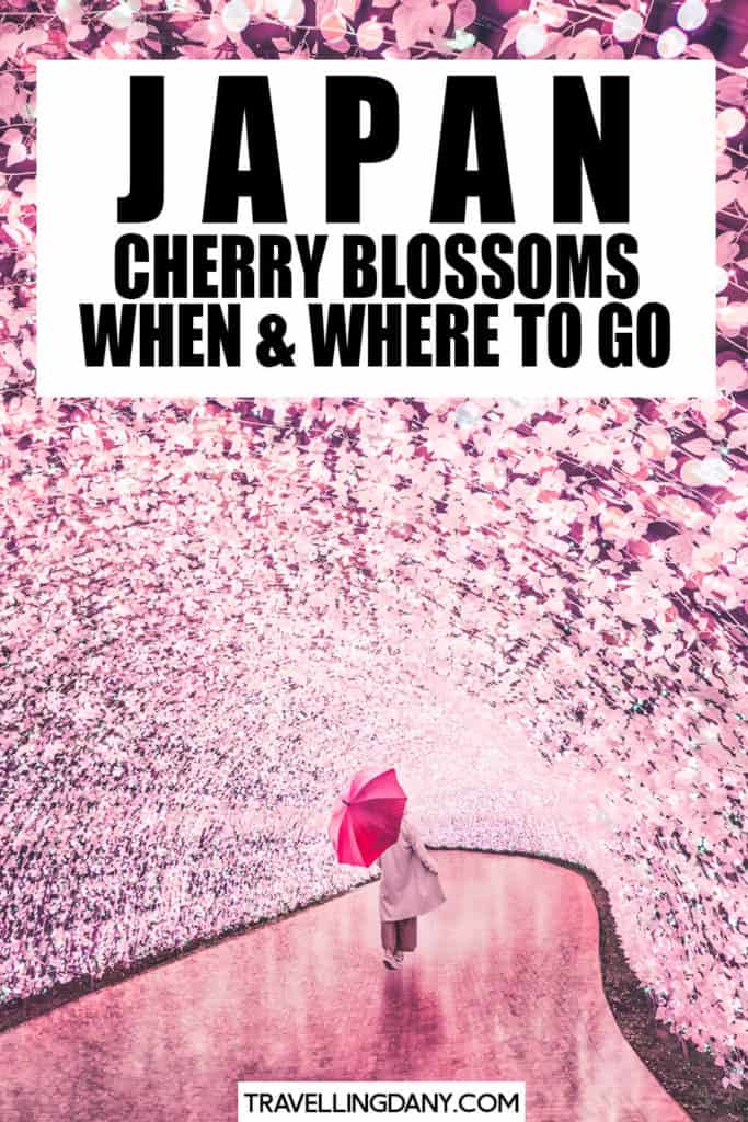 Stai organizzando un viaggio in Giappone in primavera e non sai dove andare per la fioritura dei ciliegi? Questa guida facile ti aiuta a scoprire dove andare, le zone più famose, quelle meno affollate e quelle più spettacolari! Con date aggiornate su quando visitare ogni zona! | #giappone #primavera #fiorituradeiciliegi