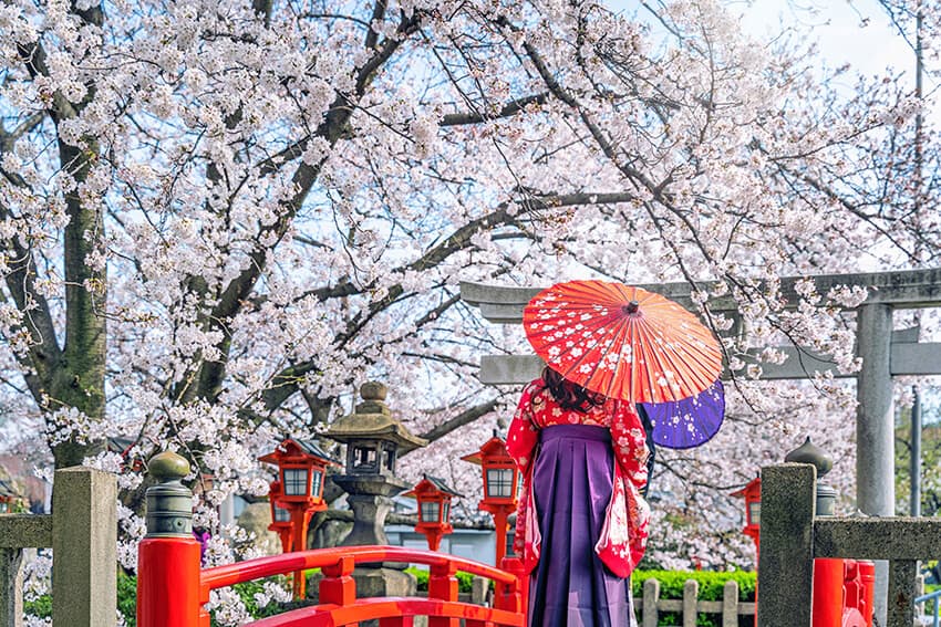 Cherry blossoms in Japan near a red bridge with a geisha wearing a colorful kimono watching them