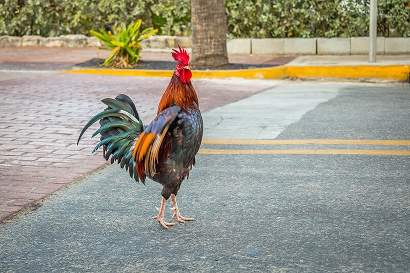 Key West rooster